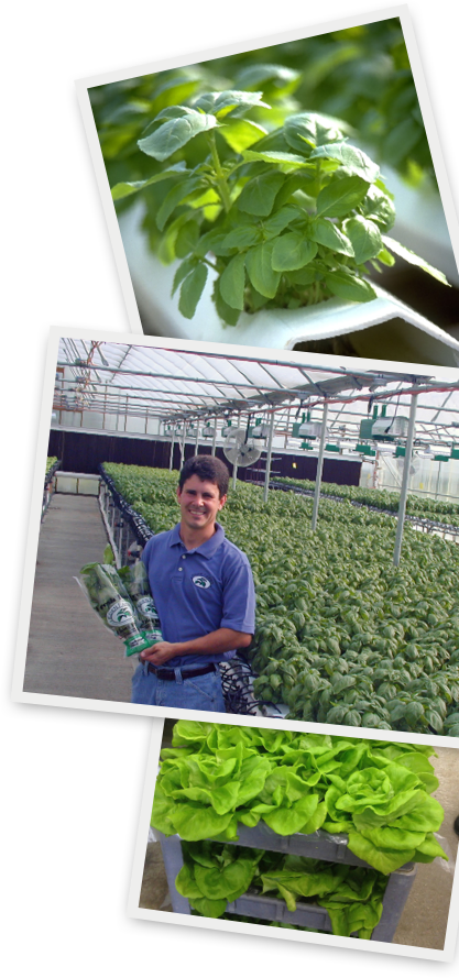 Hydroponic NFT System