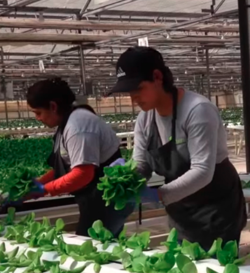 Commercial Growers