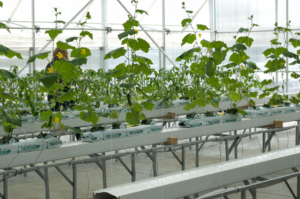 Hydroponic Vine Crop System Gutter Drip Irrigation Amhydro