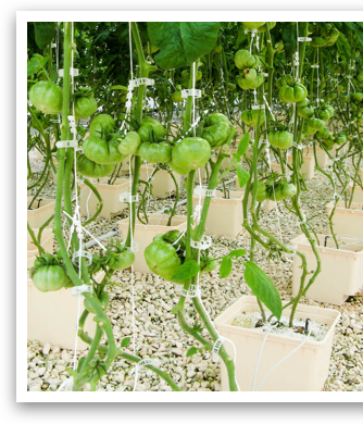 vine crop systems