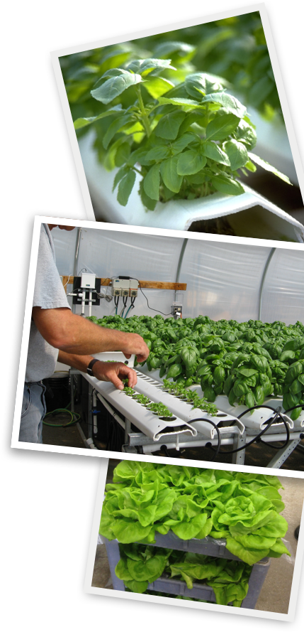 Farmers Market 1200 Bundle
