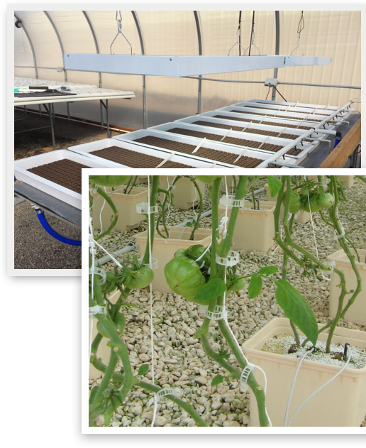 commercial vine crop