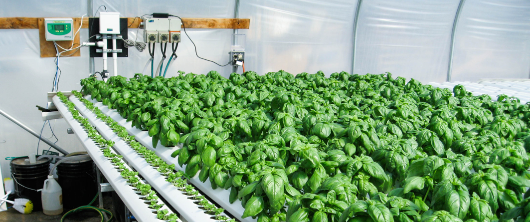 1200 Nft Get Growing Hydroponic System W Basil Amhydro