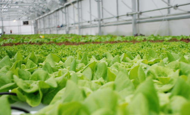 Hydroponic Growth Trends for 2017