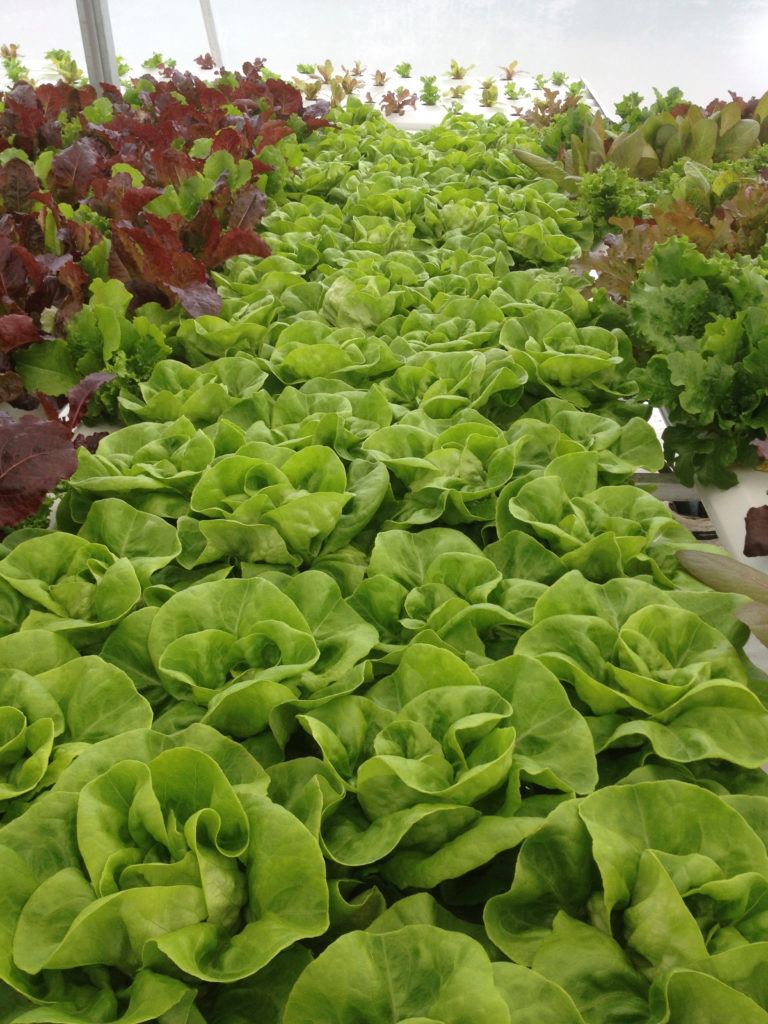 Hydroponic Lettuce AmHydro