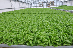 Hydroponic Lettuce- Greenhouse