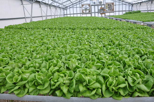 Hydroponic Lettuce- Greenhouse - AmHydro