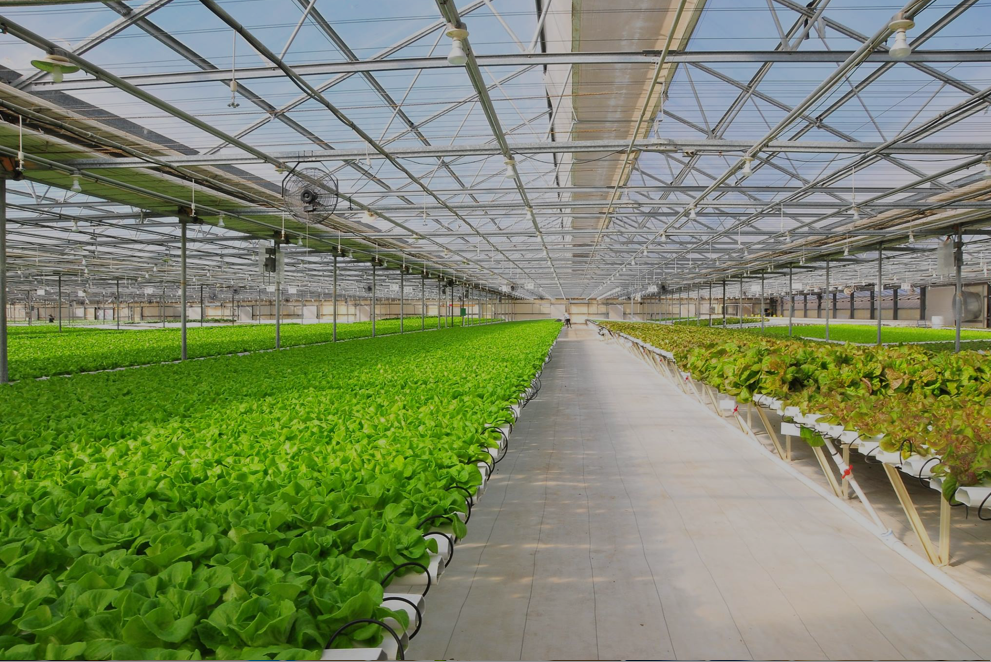 Hydroponics Business – The Amhydro Solution