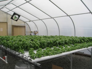 Hydroponic Commercial System for Produce