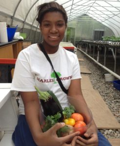 Hydroponics for Good Harlem Grown Project