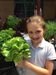 Locally grown hydroponic lettuce at a school or community project