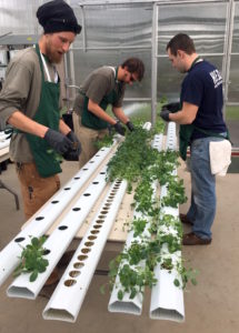 Hands-on in the Greenhouse during AmHydro's Hydroponic Seminar