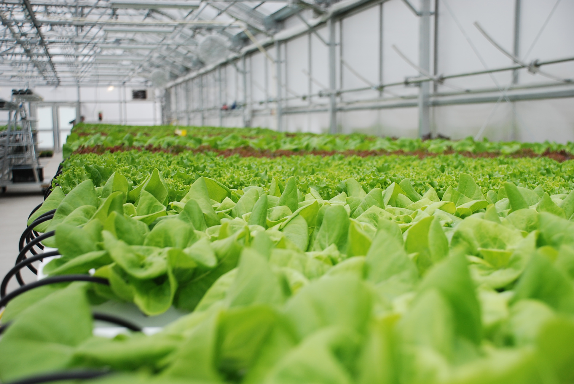 Cost and Profitability of Hydroponic Farming