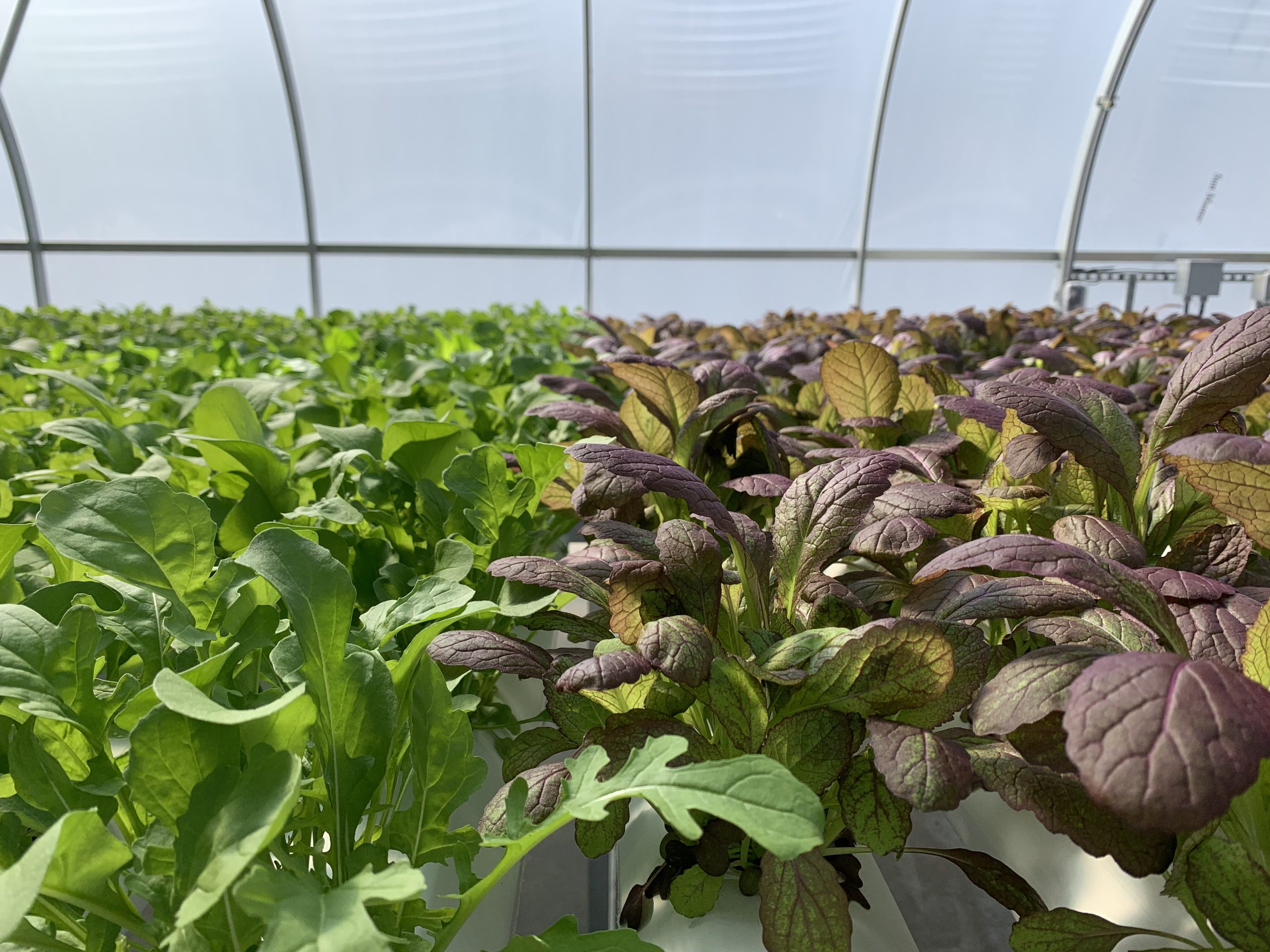 Humans of Hydroponics – Q&A With Jason Balius of Resurrection Ranch